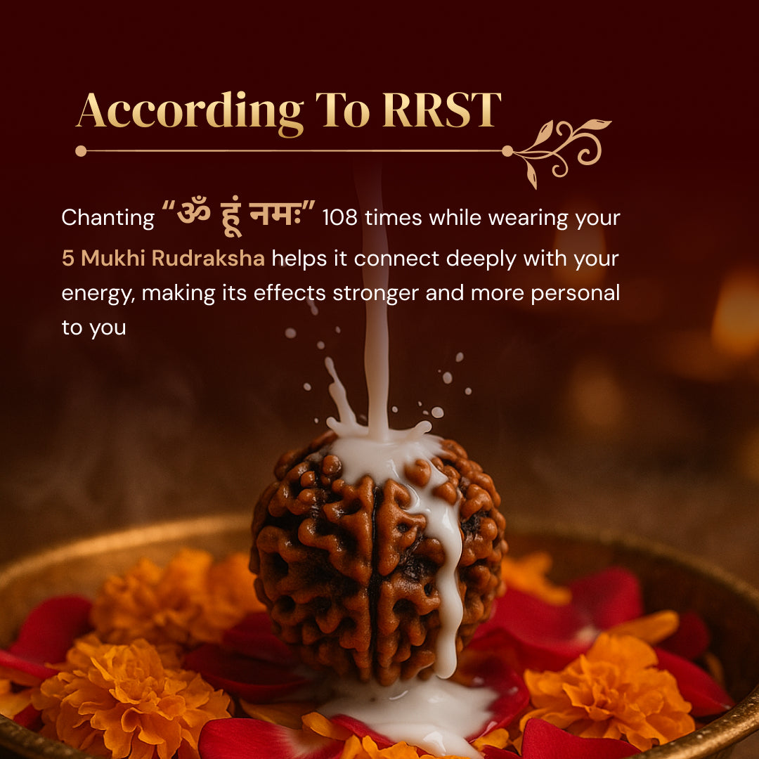 5 Mukhi Rudraksha with Free 5 Mukhi Rudraksha 5 Pices Kawach