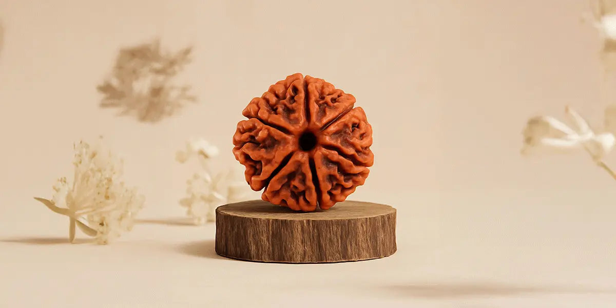 7 Mukhi Rudraksha
