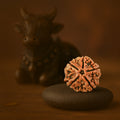 5 Mukhi Rudraksha with Free 5 Mukhi Rudraksha 5 Pices Kawach