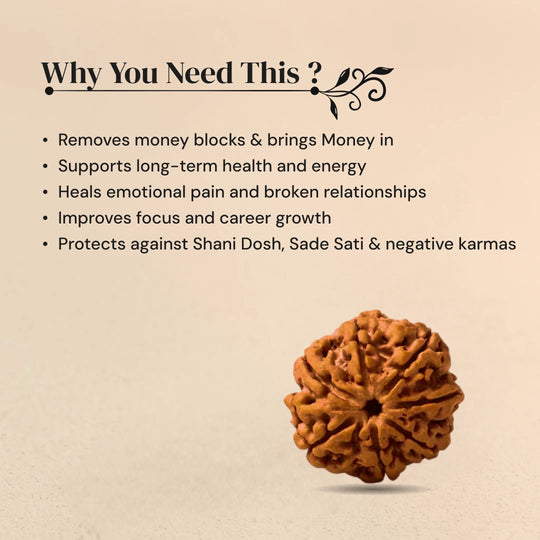 5 Mukhi Rudraksha with Free 5 Mukhi Rudraksha 5 Pices Kawach