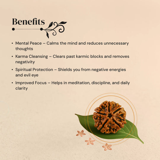 5 Mukhi Rudraksha with Free 5 Mukhi Rudraksha 5 Pices Kawach