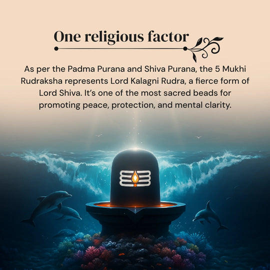 5 Mukhi Rudraksha with Free 5 Mukhi Rudraksha 5 Pices Kawach