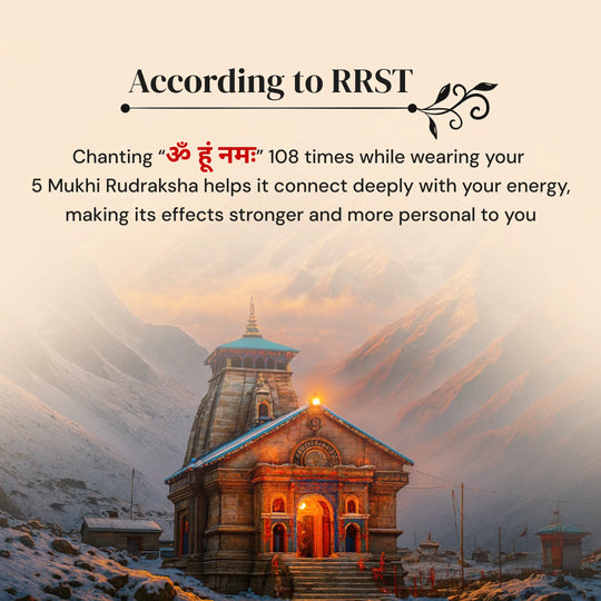 5 Mukhi Rudraksha with Free 5 Mukhi Rudraksha 5 Pices Kawach