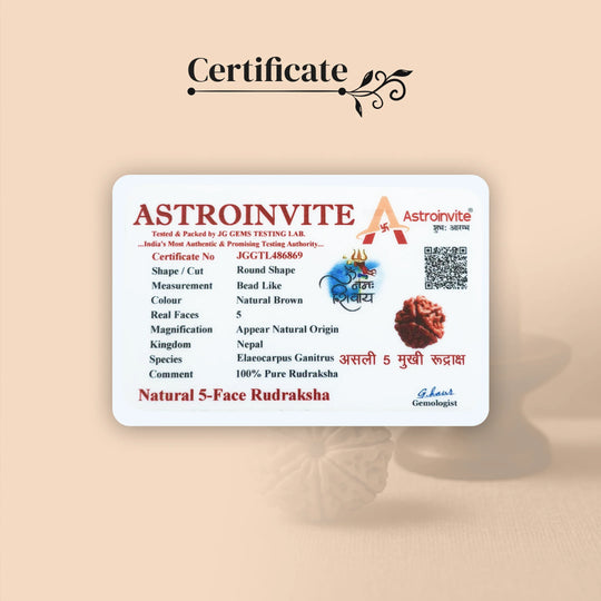 5 Mukhi Rudraksha with Free 5 Mukhi Rudraksha 5 Pices Kawach