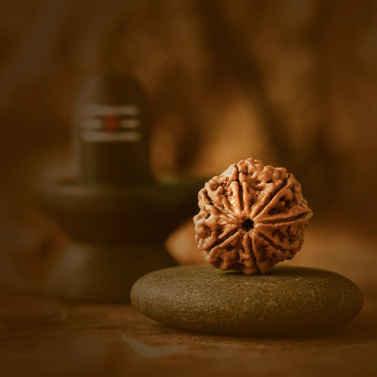7 Mukhi Rudraksha with Free 5 Mukhi Rudraksha (2 Pices) – Divine Protection Combo