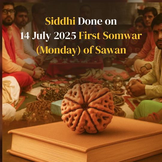 7 Mukhi Rudraksha with Free 5 Mukhi Rudraksha (2 Pices) – Divine Protection Combo