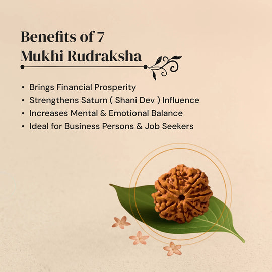 7 Mukhi Rudraksha with Free 5 Mukhi Rudraksha (2 Pices) – Divine Protection Combo