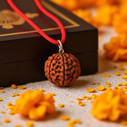 7 Mukhi Rudraksha with Free 5 Mukhi Rudraksha (2 Pices) – Divine Protection Combo