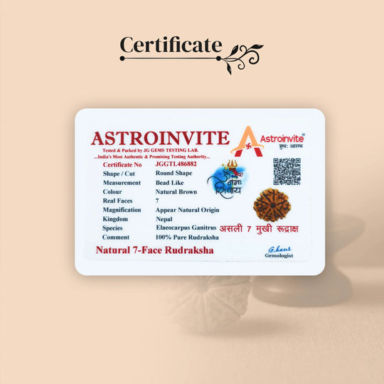 7 Mukhi Rudraksha with Free 5 Mukhi Rudraksha (2 Pices) – Divine Protection Combo