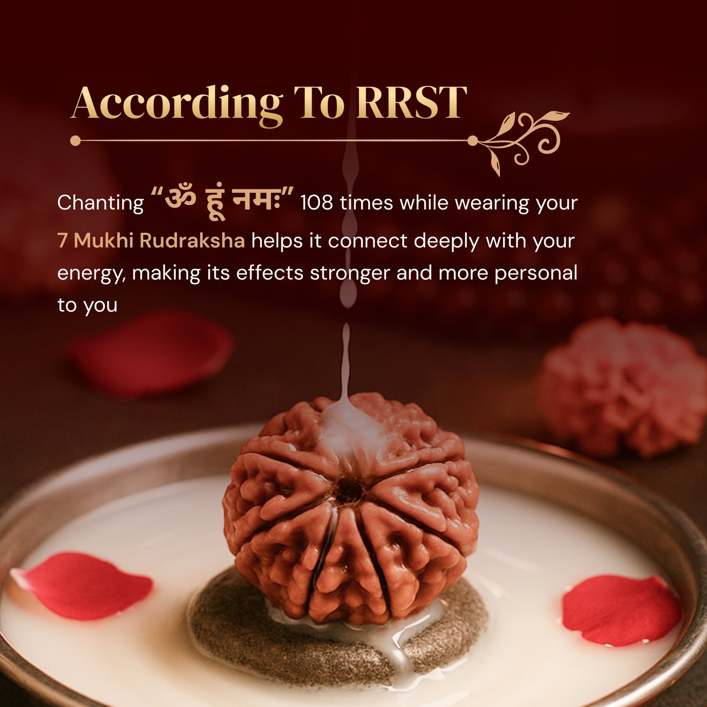 7 Mukhi Rudraksha with Free 5 Mukhi Rudraksha (2 Pices) – Divine Protection Combo