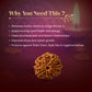 7 Mukhi Rudraksha with Free 5 Mukhi Rudraksha (2 Pices) – Divine Protection Combo